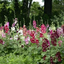 Hollyhock Seeds - Indian Spring Mix