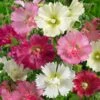 Hollyhock Seeds - Majorette Double Mixed