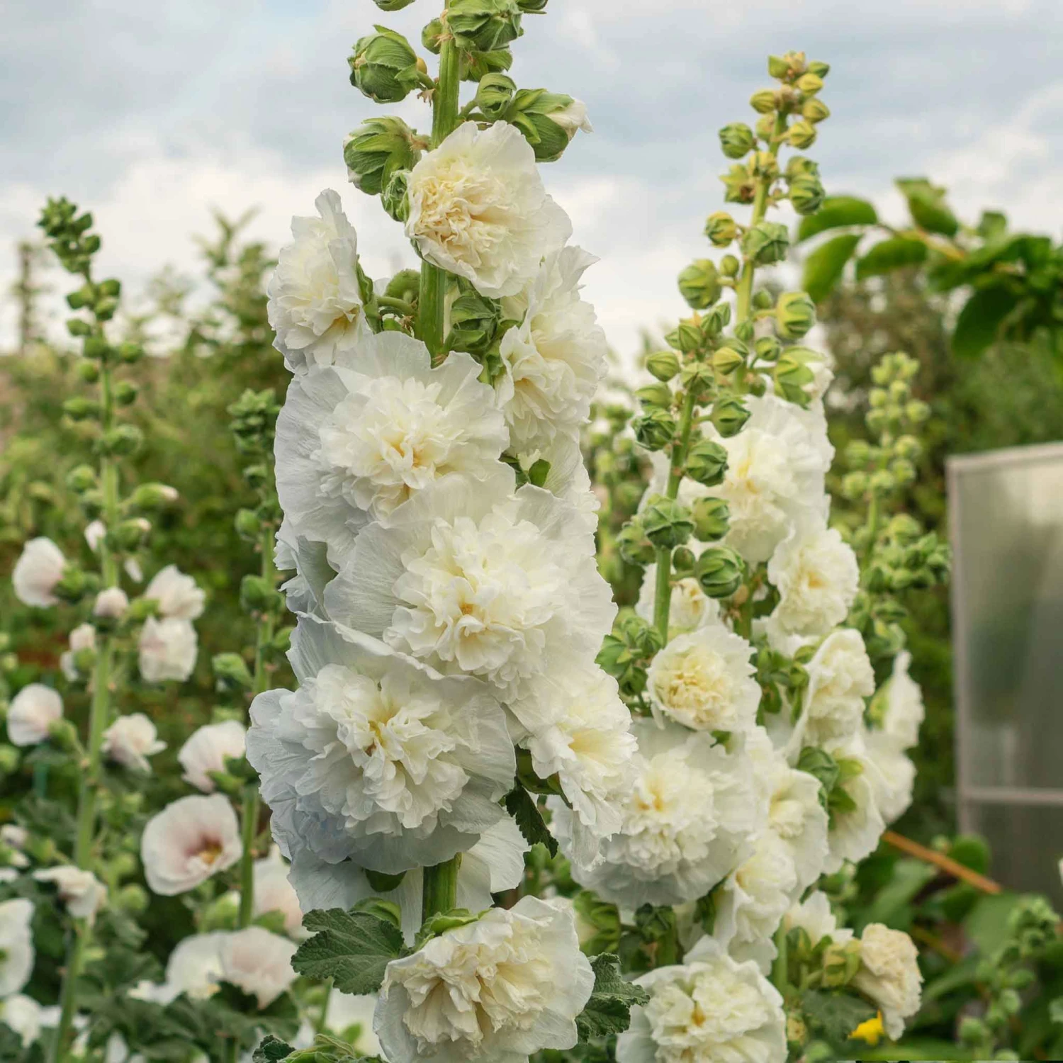Hollyhock Seeds - Majorette Double White 2 Hollyhock Seeds - Majorette Double White - Image 2