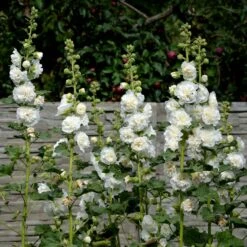 Hollyhock Seeds - Majorette Double White 5 Hollyhock Seeds - Majorette Double White -Eden Brothers Shop hollyhock majorette double white shk 3