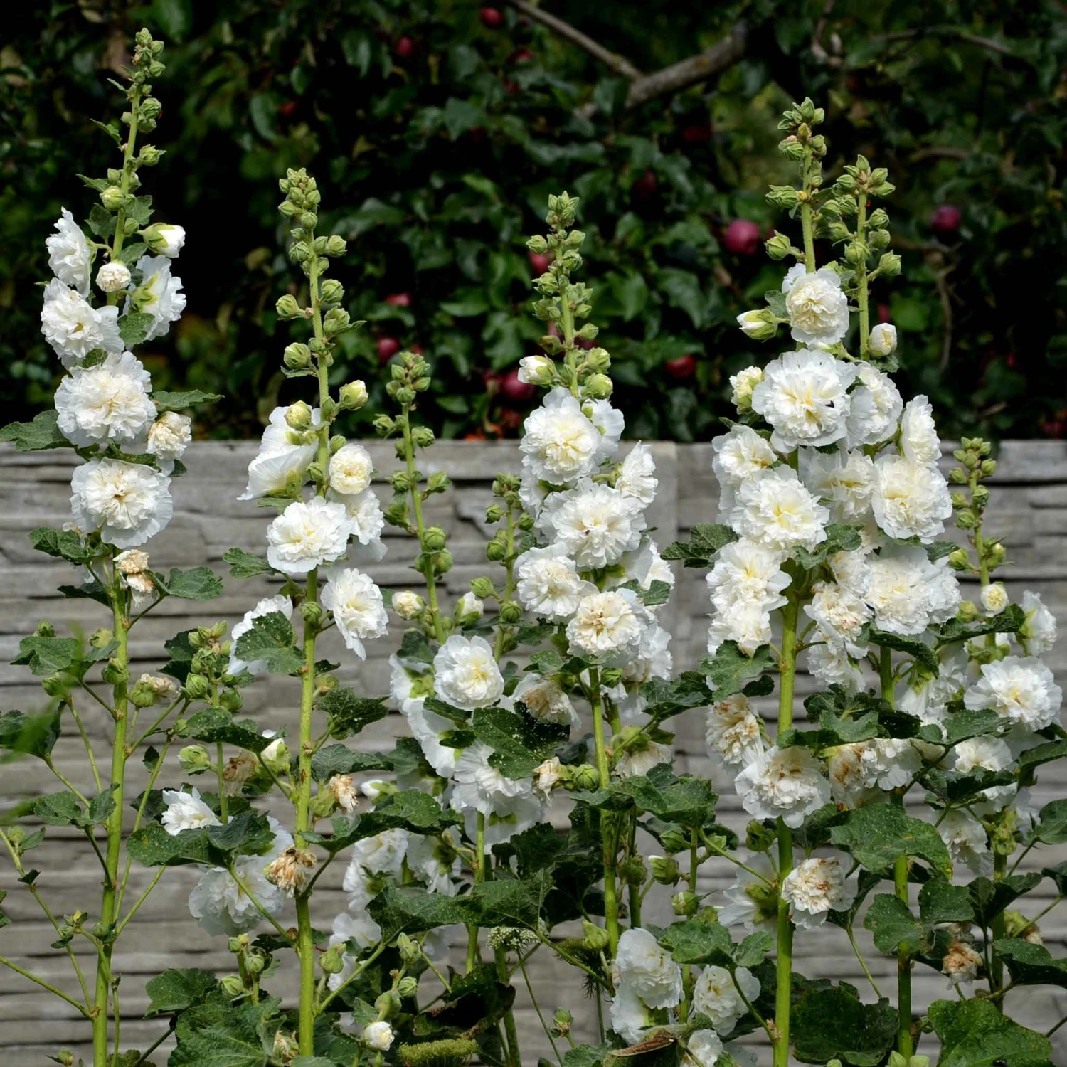 Hollyhock Seeds - Majorette Double White 3 Hollyhock Seeds - Majorette Double White - Image 3