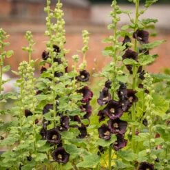 Hollyhock Seeds - Nigra -Eden Brothers Shop hollyhock nigra aly 3