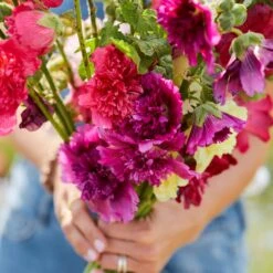 Hollyhock Seeds (Dwarf) - Queeny Mix -Eden Brothers Shop hollyhock queeny mix mac 5