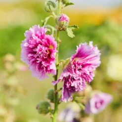 Hollyhock Seeds (Dwarf) - Queeny Purple