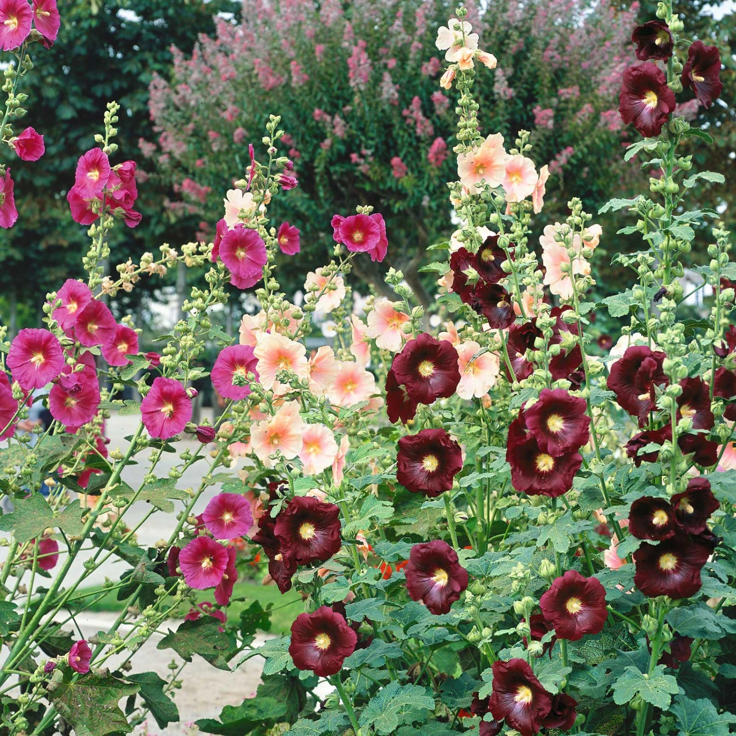Hollyhock Seeds - Single Mix 2 Hollyhock Seeds - Single Mix - Image 2