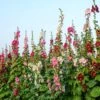 Hollyhock Seeds - Single Mix