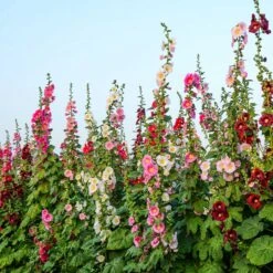 Hollyhock Seeds - Single Mix