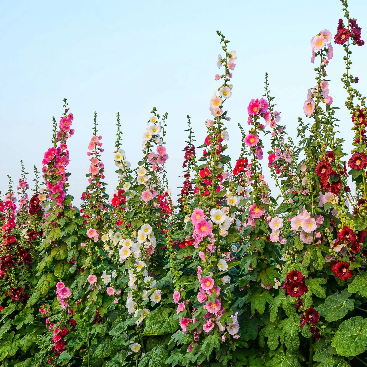 Hollyhock Seeds - Single Mix 1 Hollyhock Seeds - Single Mix