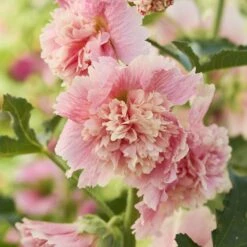 Hollyhock Seeds - Summer Carnival Apple Blossom