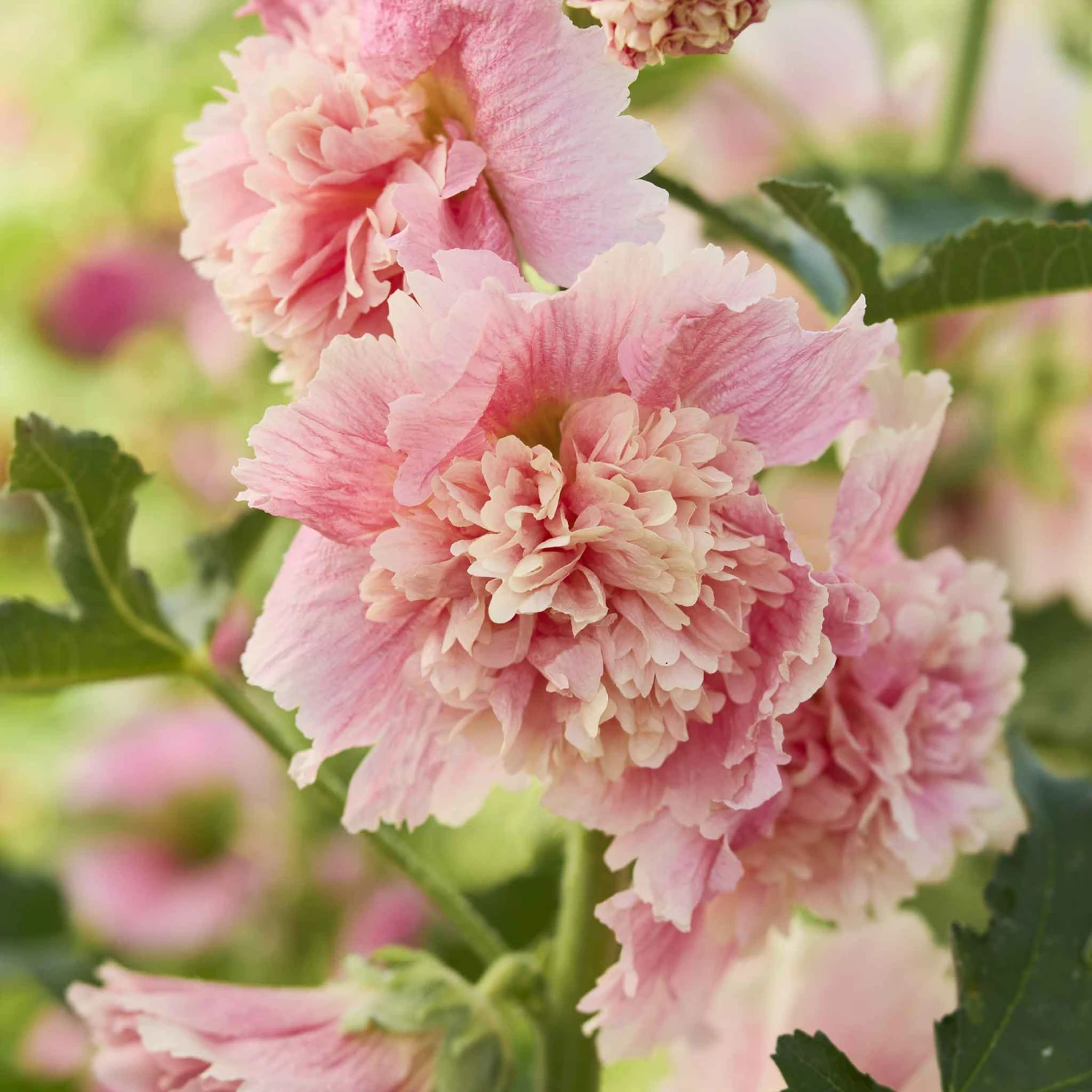 Hollyhock Seeds - Summer Carnival Apple Blossom 1 Hollyhock Seeds - Summer Carnival Apple Blossom
