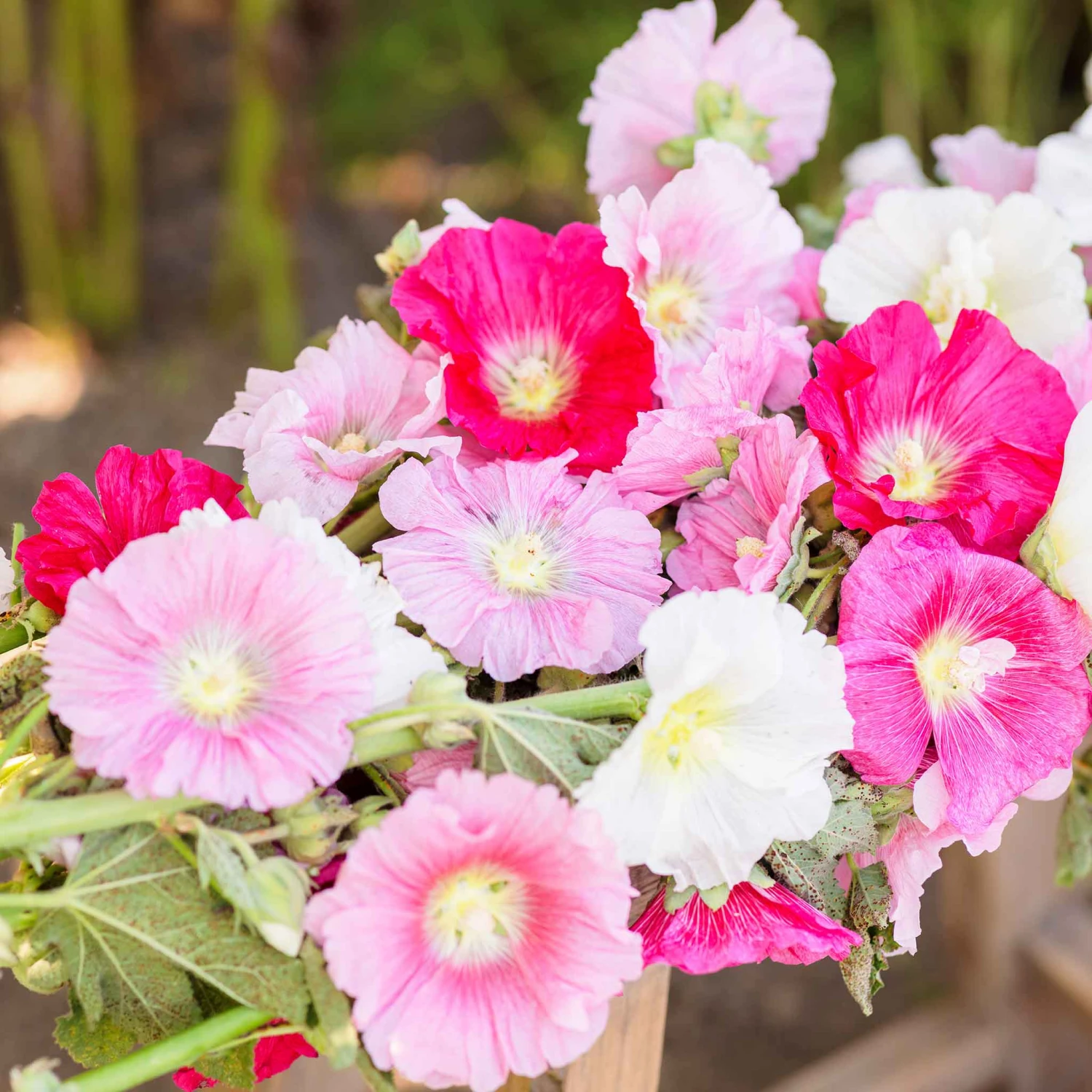 Hollyhock Seeds - Summer Carnival Mix 1 Hollyhock Seeds - Summer Carnival Mix