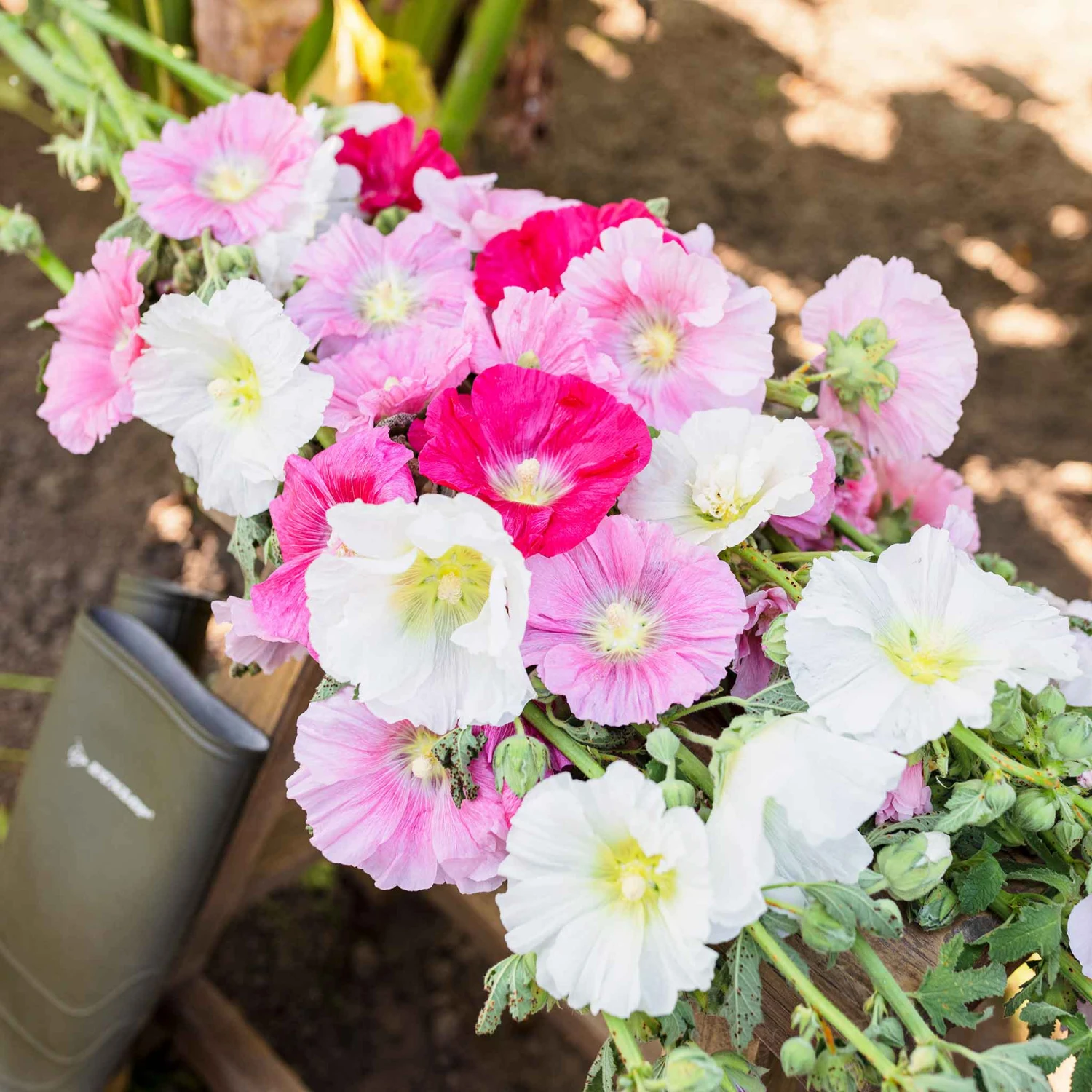 Hollyhock Seeds - Summer Carnival Mix 2 Hollyhock Seeds - Summer Carnival Mix - Image 2