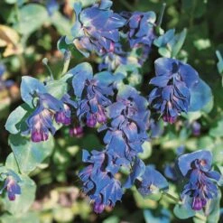 Honeywort Seeds - Purple -Eden Brothers Shop honeywort purple noa 4