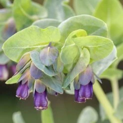 Honeywort Seeds - Purple -Eden Brothers Shop honeywort purple shk 3