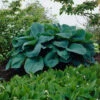 Big Daddy Hosta Roots - Slug Resistant Blue Shade Garden Perennial