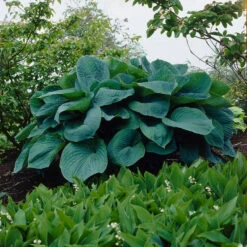 Big Daddy Hosta Roots - Slug Resistant Blue Shade Garden Perennial