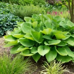 Hosta Roots - Giant Mix -Eden Brothers Shop hosta giant mix aly 3