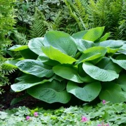 Hosta Roots - Giant Mix -Eden Brothers Shop hosta giant mix shk 4