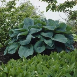 Hosta Roots - Giant Mix -Eden Brothers Shop hosta giant mix vis 5