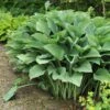 Hosta Krossa Regal Bare Roots - Frosty Blue Shade Garden Perennial