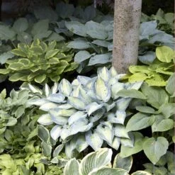 Hosta Roots - Mixed