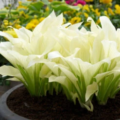 Hosta Roots - White Feather