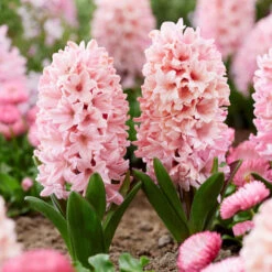 Apricot Passion Hyacinth Bulbs: Rare Fragrant Peach Spring Blooms
