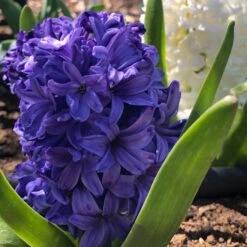 Hyacinth Bulbs - Blue Mix -Eden Brothers Shop hyacinth blue mix cp 4