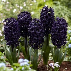 Hyacinth Bulbs - Dark Dimension