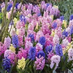 Mixed Fragrant Hyacinth Bulbs - Beautiful Multi-Color Garden Collection