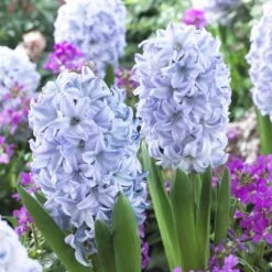 Sky Jacket Hyacinth Bulbs - Fragrant Blue Spring Flowers