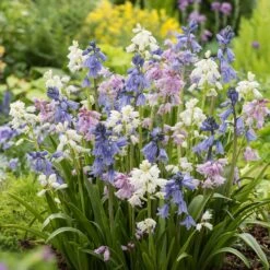 Mixed Wood Hyacinth Bulbs - Low-Maintenance Shade Garden Flowers