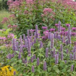 Hyssop Seeds - Giant Lavender Blue