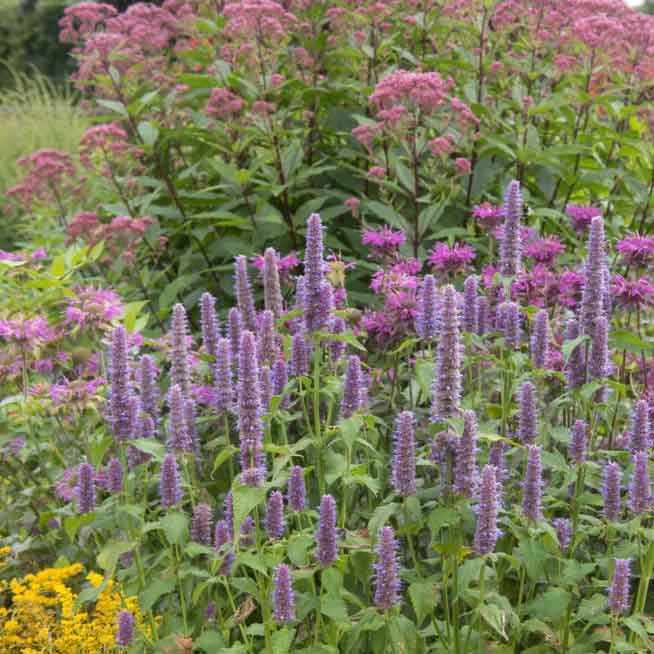 Hyssop Seeds - Giant Lavender Blue 1 Hyssop Seeds - Giant Lavender Blue