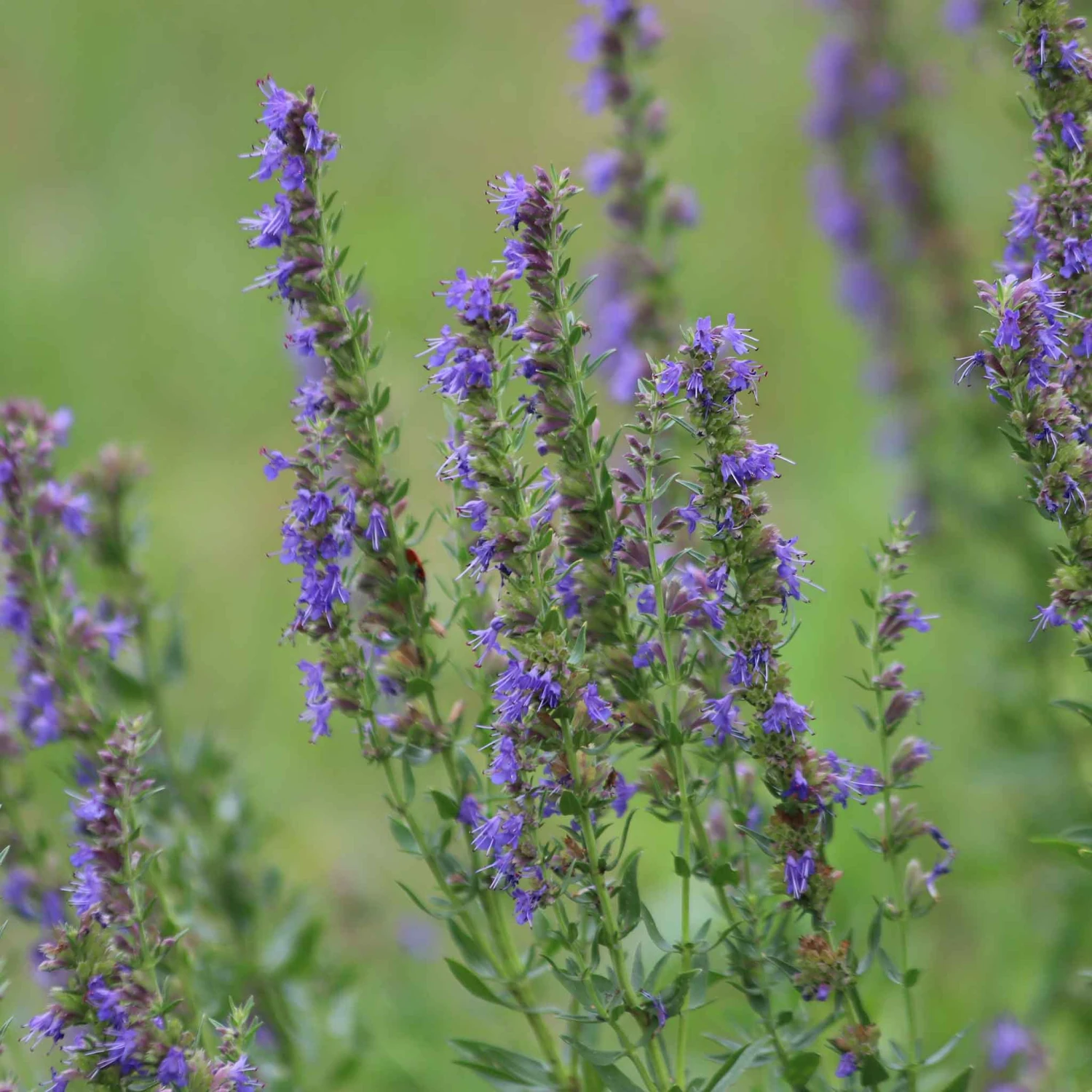 Hyssop Seeds 1 Hyssop Seeds