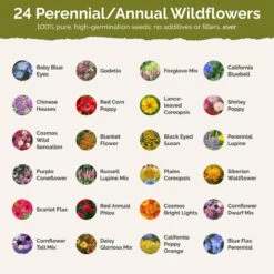 Idaho Wildflower Seed Mix: Vibrant Native Blooms for Pollinators 6 Idaho Wildflower Seed Mix: Vibrant Native Blooms for Pollinators -Eden Brothers Shop idaho SMREG148 st2