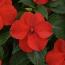 Beacon Bright Red Impatiens Seeds - Mildew Resistant Shade Flowers