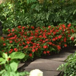 Beacon Bright Red Impatiens Seeds - Mildew Resistant Shade Flowers -Eden Brothers Shop impatiens beacon bright red bal 3