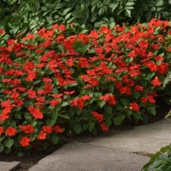 Beacon Bright Red Impatiens Seeds - Mildew Resistant Shade Flowers -Eden Brothers Shop impatiens beacon bright red bal 4