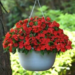 Beacon Bright Red Impatiens Seeds - Mildew Resistant Shade Flowers -Eden Brothers Shop impatiens beacon bright red bal 5