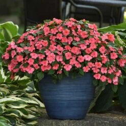 Impatiens Seeds - Beacon Coral -Eden Brothers Shop impatiens beacon coral bal 3