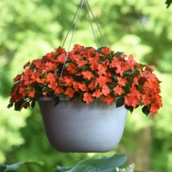 Impatiens Seeds - Beacon Coral -Eden Brothers Shop impatiens beacon coral bal 4