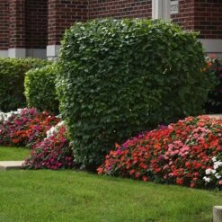 Impatiens Seeds - Beacon Mix -Eden Brothers Shop impatiens beacon mix bal 3