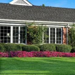 Impatiens Seeds - Solarscape Magenta Bliss -Eden Brothers Shop impatiens solarscape magenta bliss bal 3