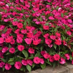 Impatiens Seeds - Solarscape Magenta Bliss -Eden Brothers Shop impatiens solarscape magenta bliss bal 4