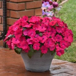 Impatiens Seeds - Solarscape Magenta Bliss -Eden Brothers Shop impatiens solarscape magenta bliss bal 5
