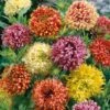 Double Mix Indian Blanket Seeds - Vibrant Gaillardia Flower Mix