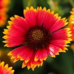 Indian Blanket Seeds - Mix