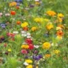 Jellybean Flower Seed Mix