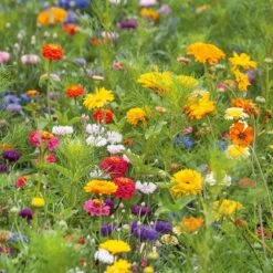 Jellybean Flower Seed Mix